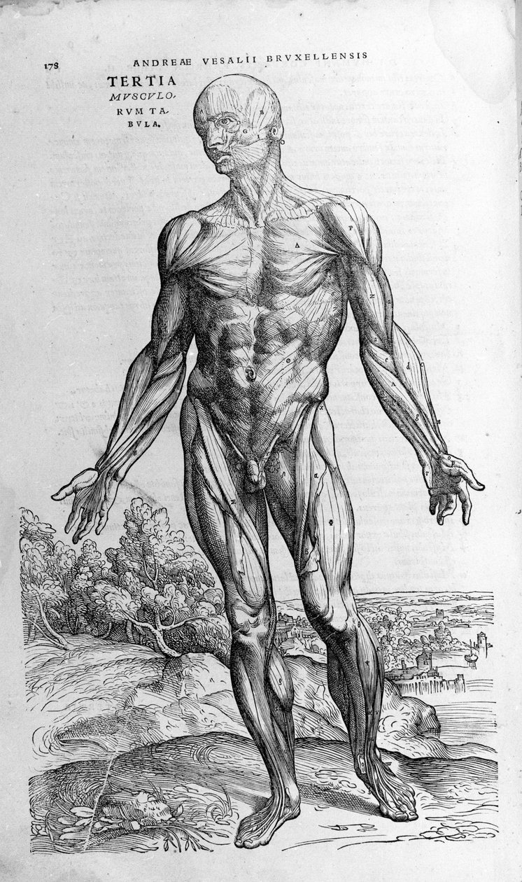 Andrea Vesalio (1514 - 1564), Kaarle V:n lääkäri tekijältä Andreas Vesalius
