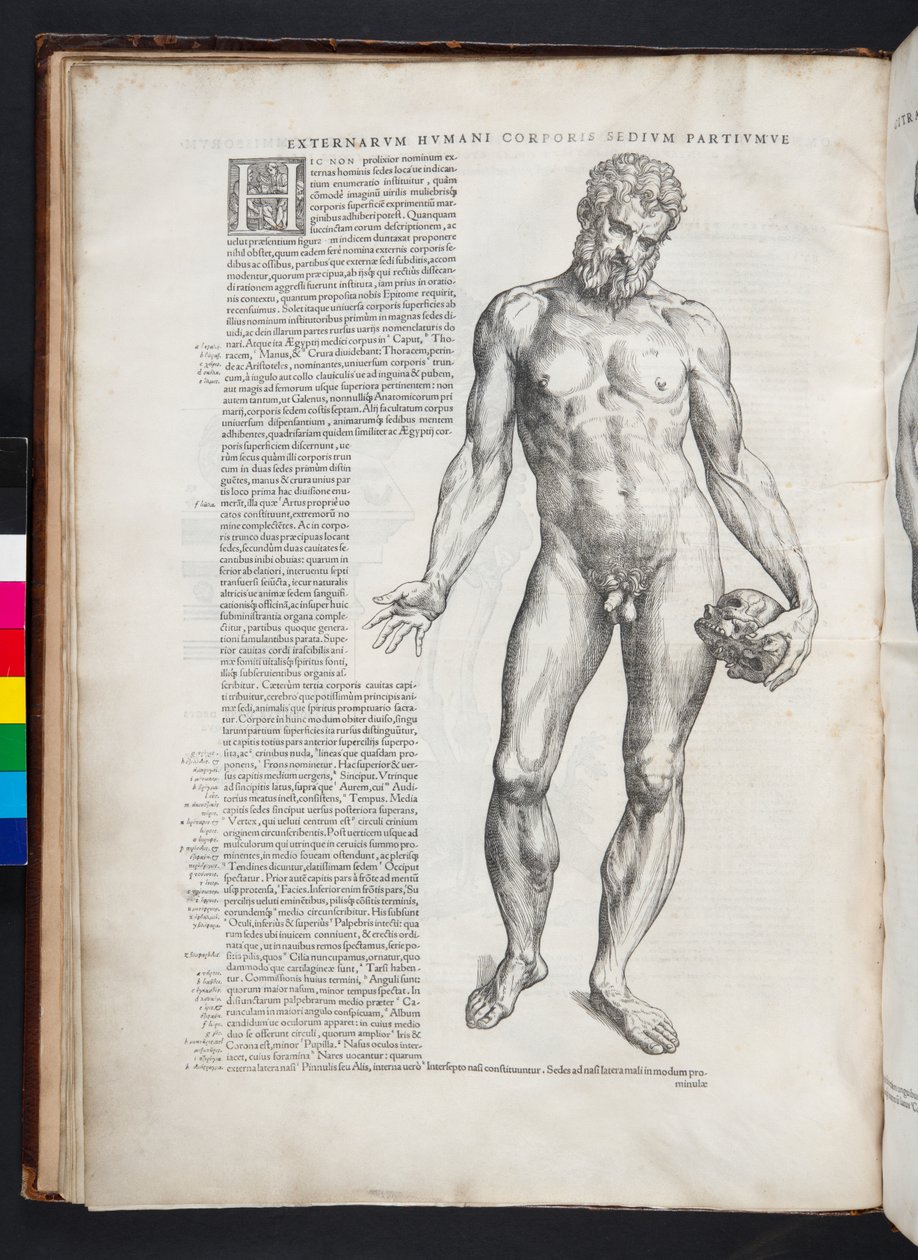 Hercules, kuvitus teoksesta "The Epitome of the Human Body", Basel, 1543 tekijältä Andreas Vesalius