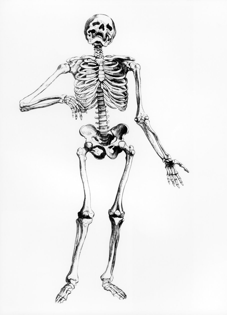 Ihmisen luuranko tekijältä Andreas Vesalius