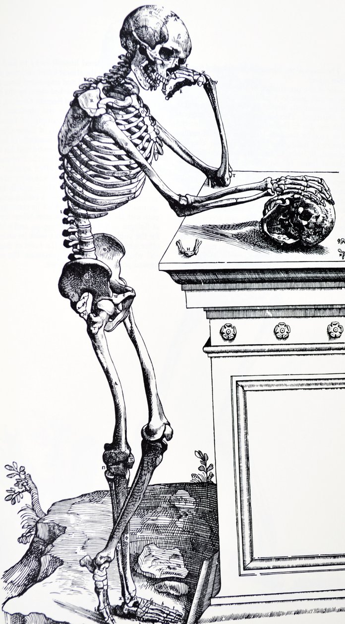 Ihmisen luuranko kallo kädessään. Vesaliuksen "De Humani Corporis Fabricasta". Mahdollinen puunleikkuri: Jan von Calcar tekijältä Andreas Vesalius