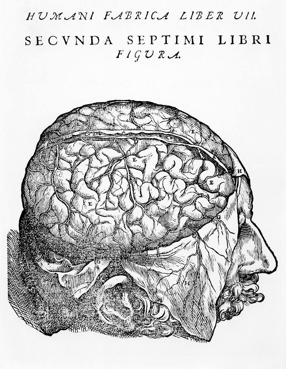 The Brain, kuvitus Andreas Starrin teoksesta "The Epitome of the Human Body", julkaistu Baselissa, 1543 tekijältä Andreas Vesalius