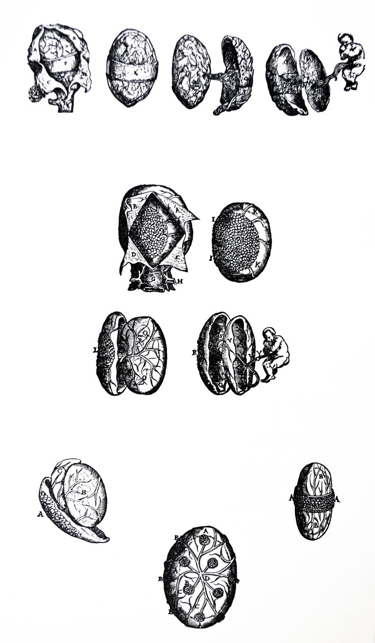 Levyt De Humani Corporis Fabrican viidennestä kirjasta tekijältä Andreas Vesalius