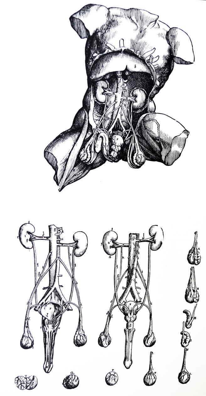 De Humani Corporis Fabrica -teoksen viidennen kirjan laatat. tekijältä Andreas Vesalius