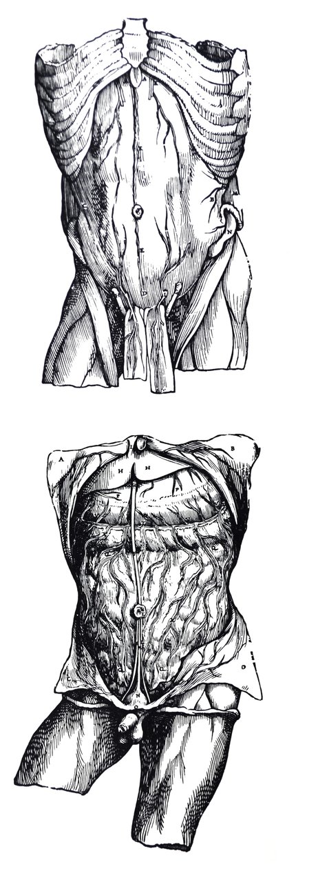 Levyt De Humani Corporis Fabrican viidennestä kirjasta tekijältä Andreas Vesalius