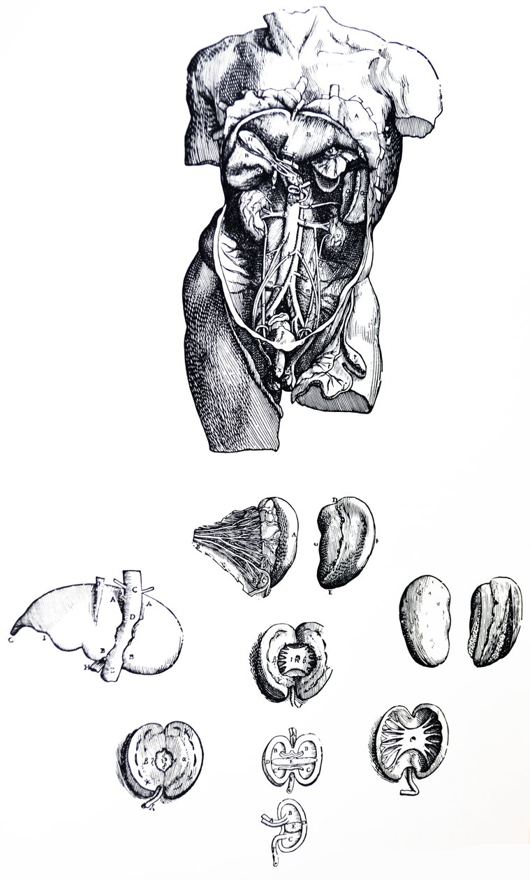 De Humani Corporis Fabrica -teoksen viidennen kirjan laatat. tekijältä Andreas Vesalius