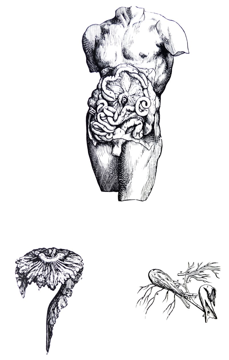 De Humani Corporis Fabrica -teoksen viidennen kirjan laatat. tekijältä Andreas Vesalius