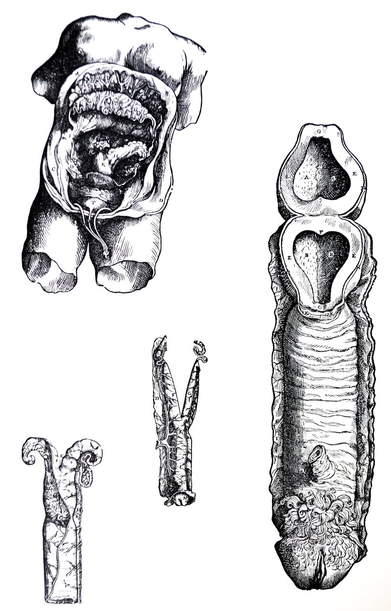 Levyt De Humani Corporis Fabrican viidennestä kirjasta tekijältä Andreas Vesalius