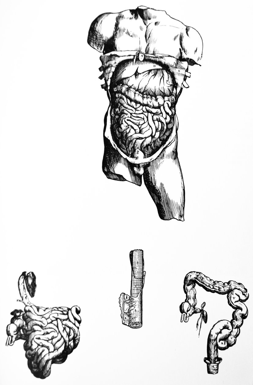 Levyt De Humani Corporis Fabrican viidennestä kirjasta tekijältä Andreas Vesalius