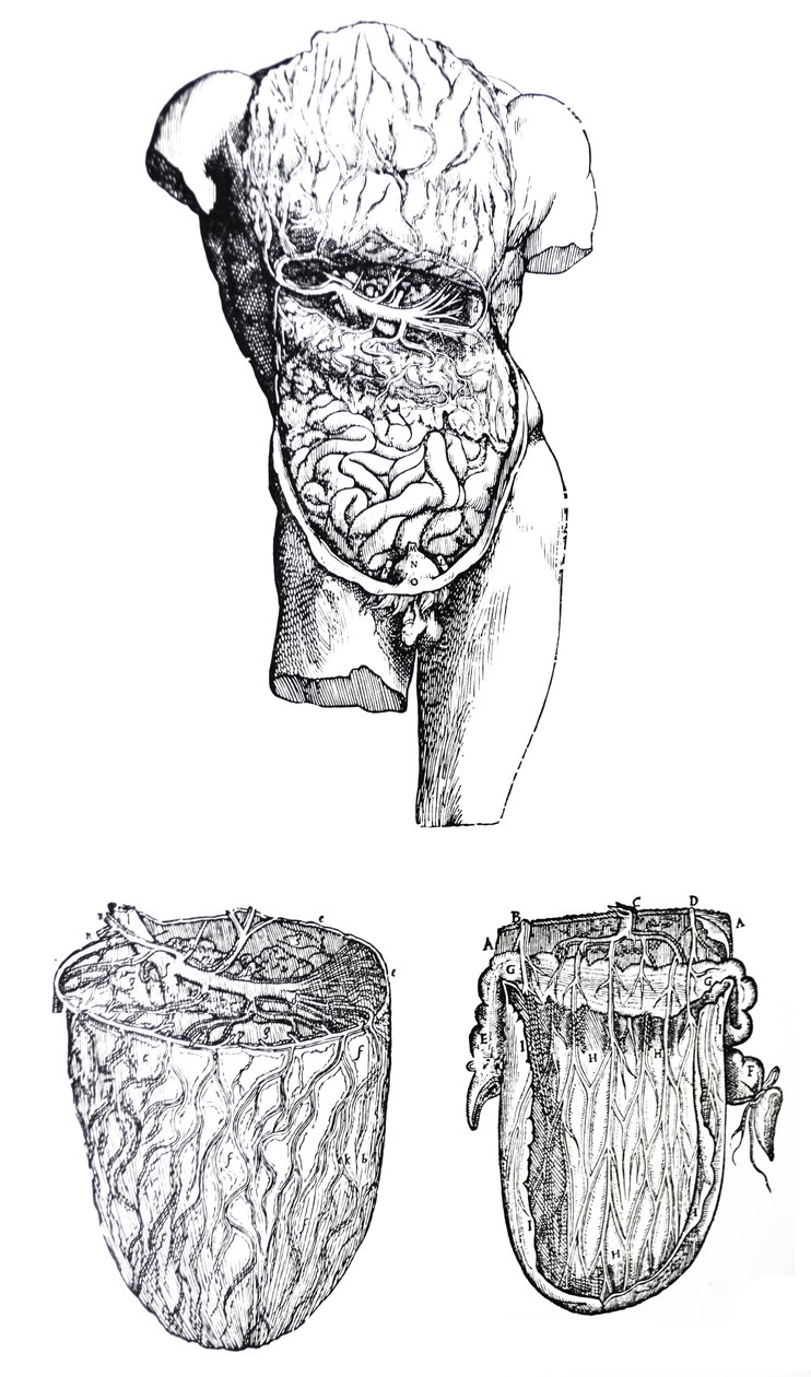 Levyt De Humani Corporis Fabrican viidennestä kirjasta tekijältä Andreas Vesalius