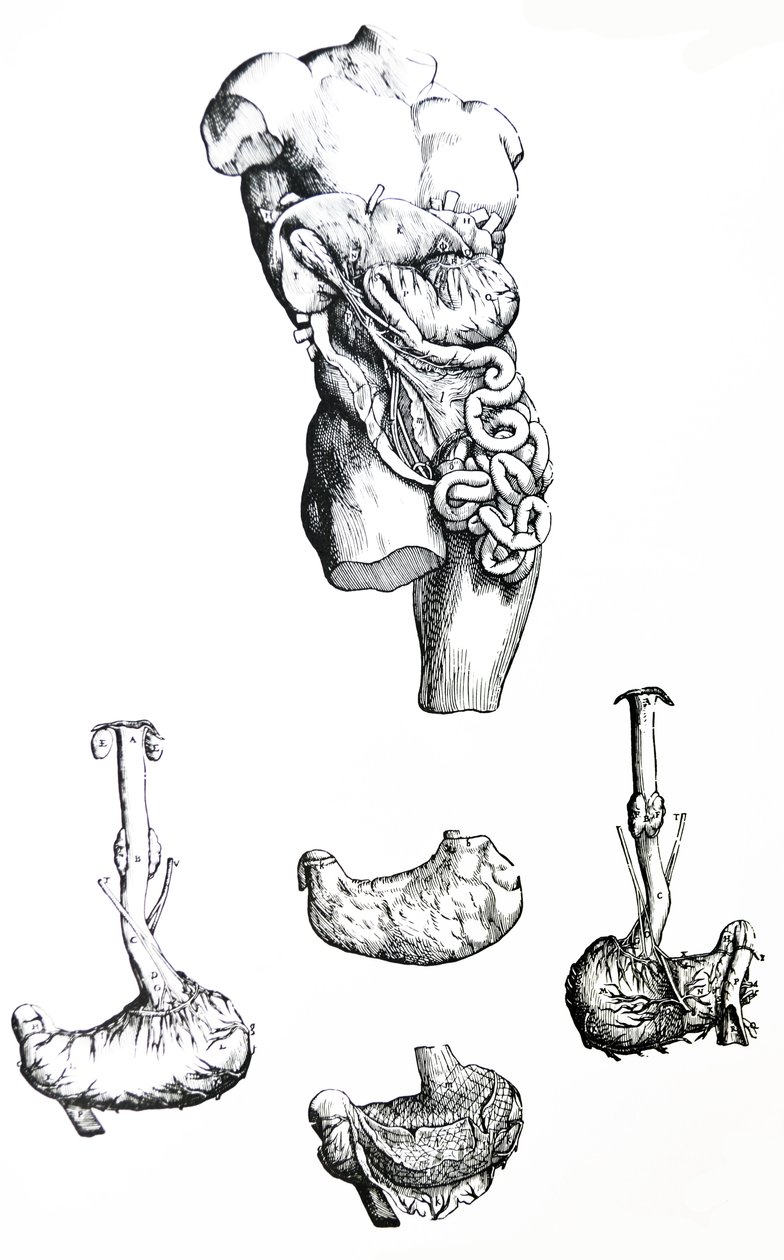 Levyt De Humani Corporis Fabrican viidennestä kirjasta tekijältä Andreas Vesalius