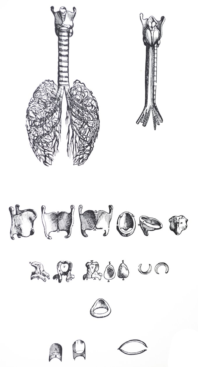 Lautaset De Humani Corporis Fabrican ensimmäisestä kirjasta tekijältä Andreas Vesalius