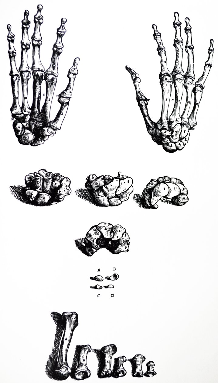 Lautaset De Humani Corporis Fabrican ensimmäisestä kirjasta tekijältä Andreas Vesalius