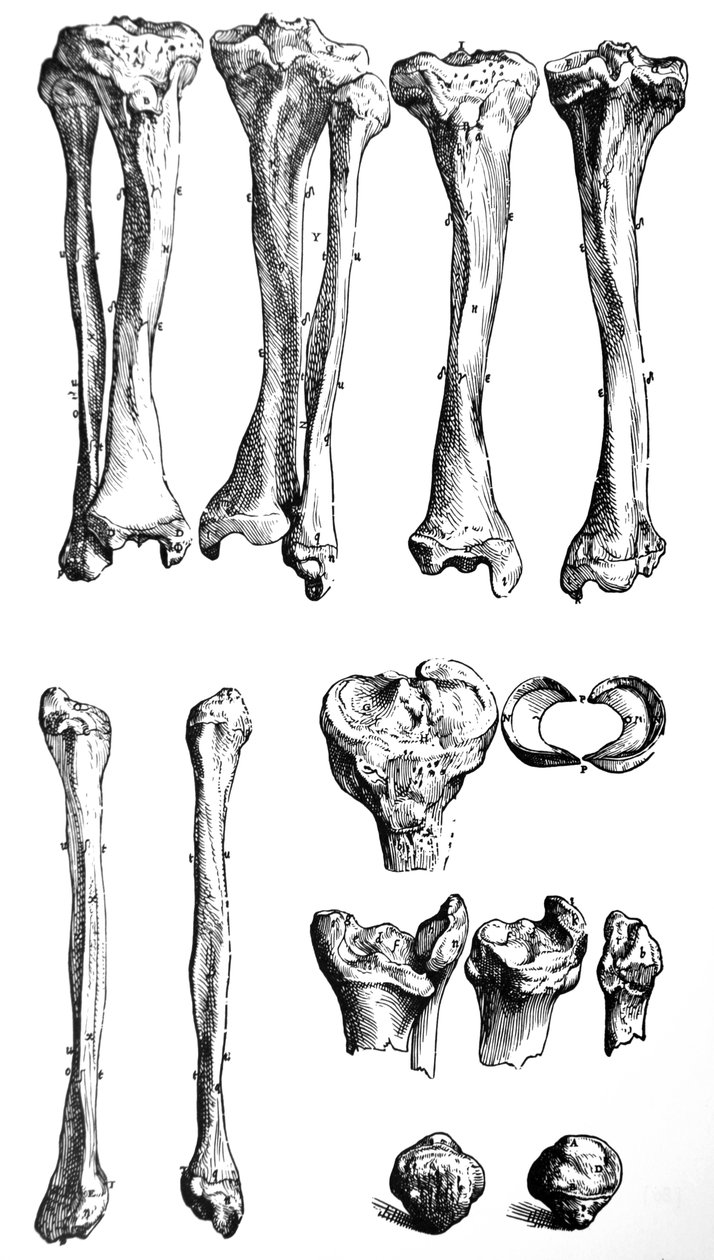 De Humani Corporis Fabrica -teoksen ensimmäisen kirjan laatat tekijältä Andreas Vesalius
