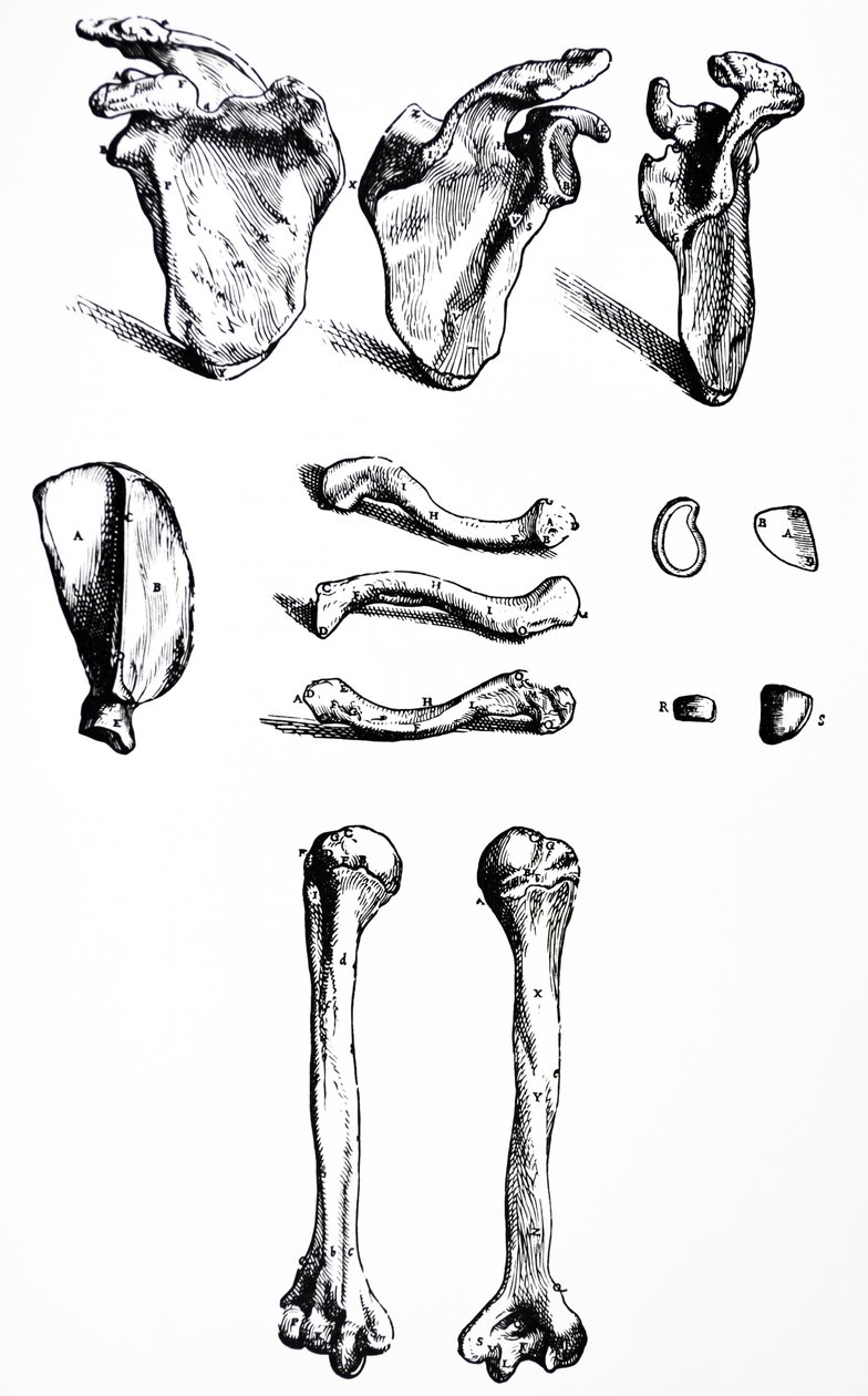 Lautaset De Humani Corporis Fabrican ensimmäisestä kirjasta tekijältä Andreas Vesalius