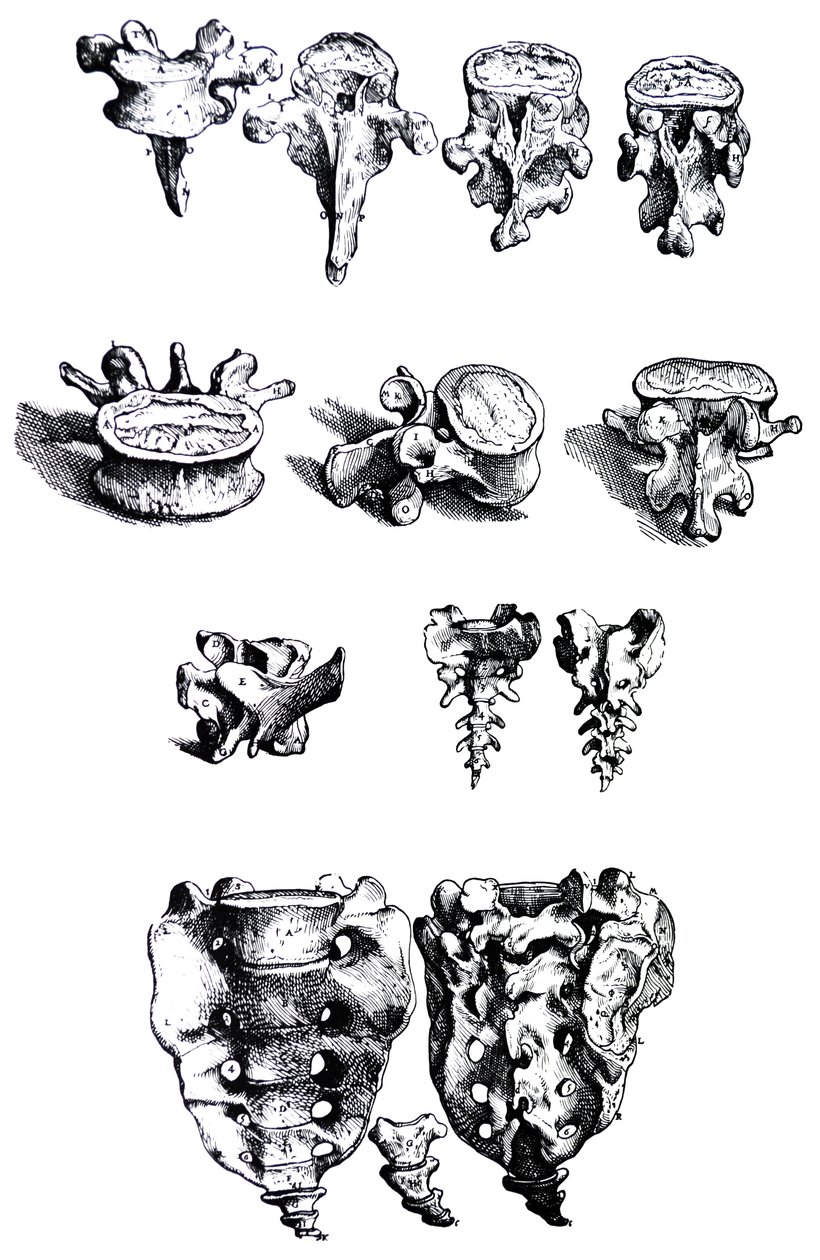 Lautaset De Humani Corporis Fabrican ensimmäisestä kirjasta tekijältä Andreas Vesalius