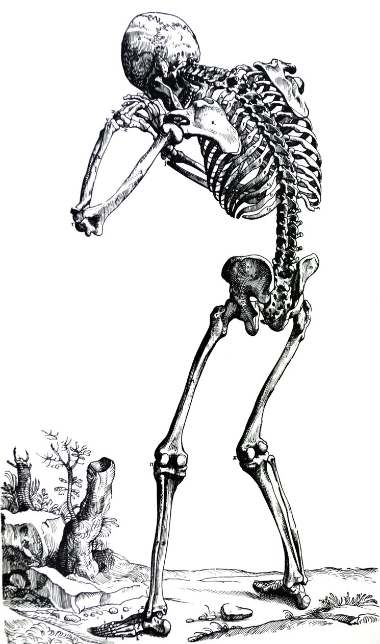Lautaset De Humani Corporis Fabrican ensimmäisestä kirjasta tekijältä Andreas Vesalius