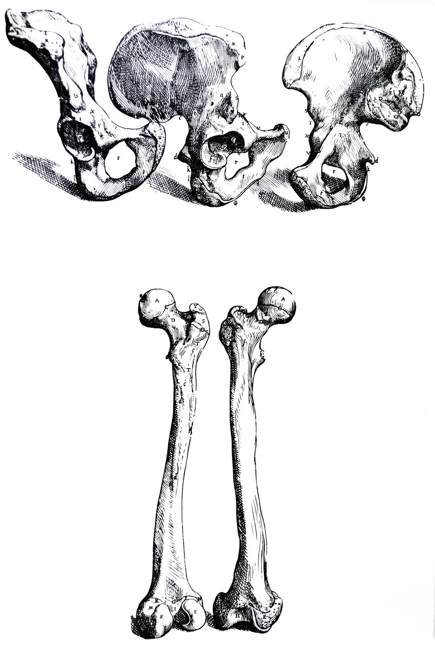 Lautaset De Humani Corporis Fabrican ensimmäisestä kirjasta tekijältä Andreas Vesalius