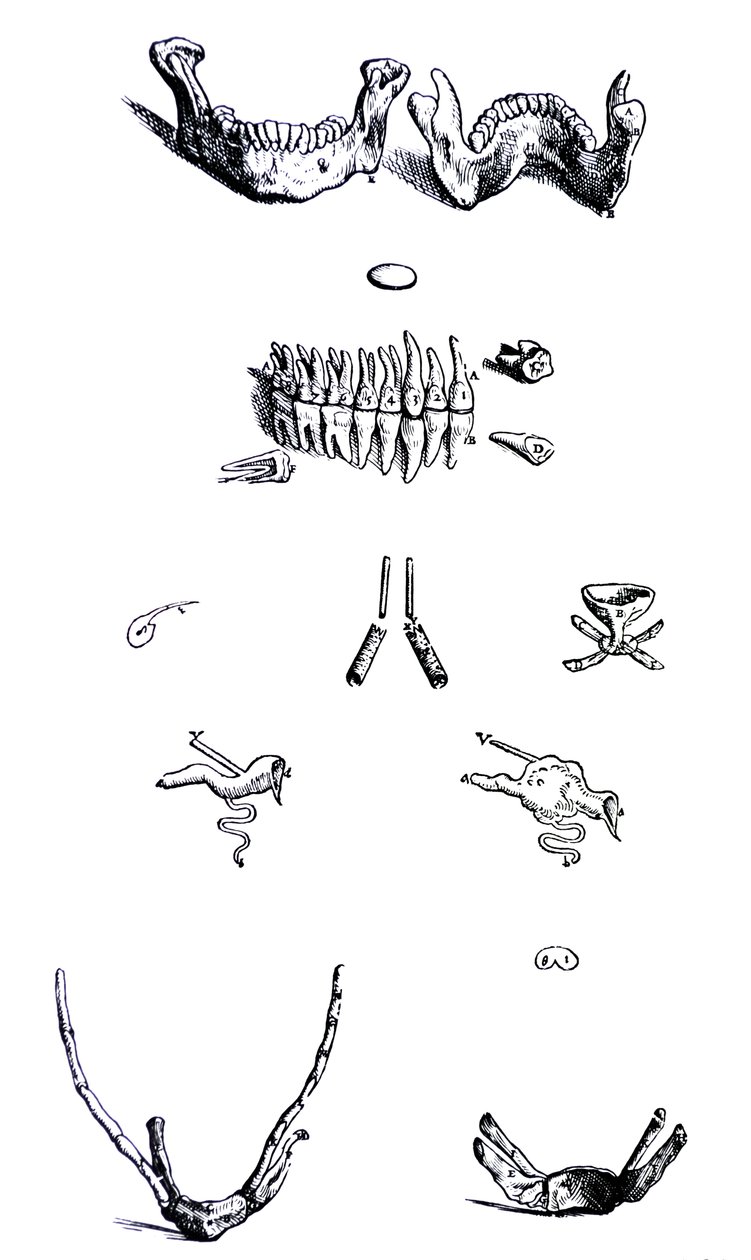 Lautaset De Humani Corporis Fabrican ensimmäisestä kirjasta tekijältä Andreas Vesalius