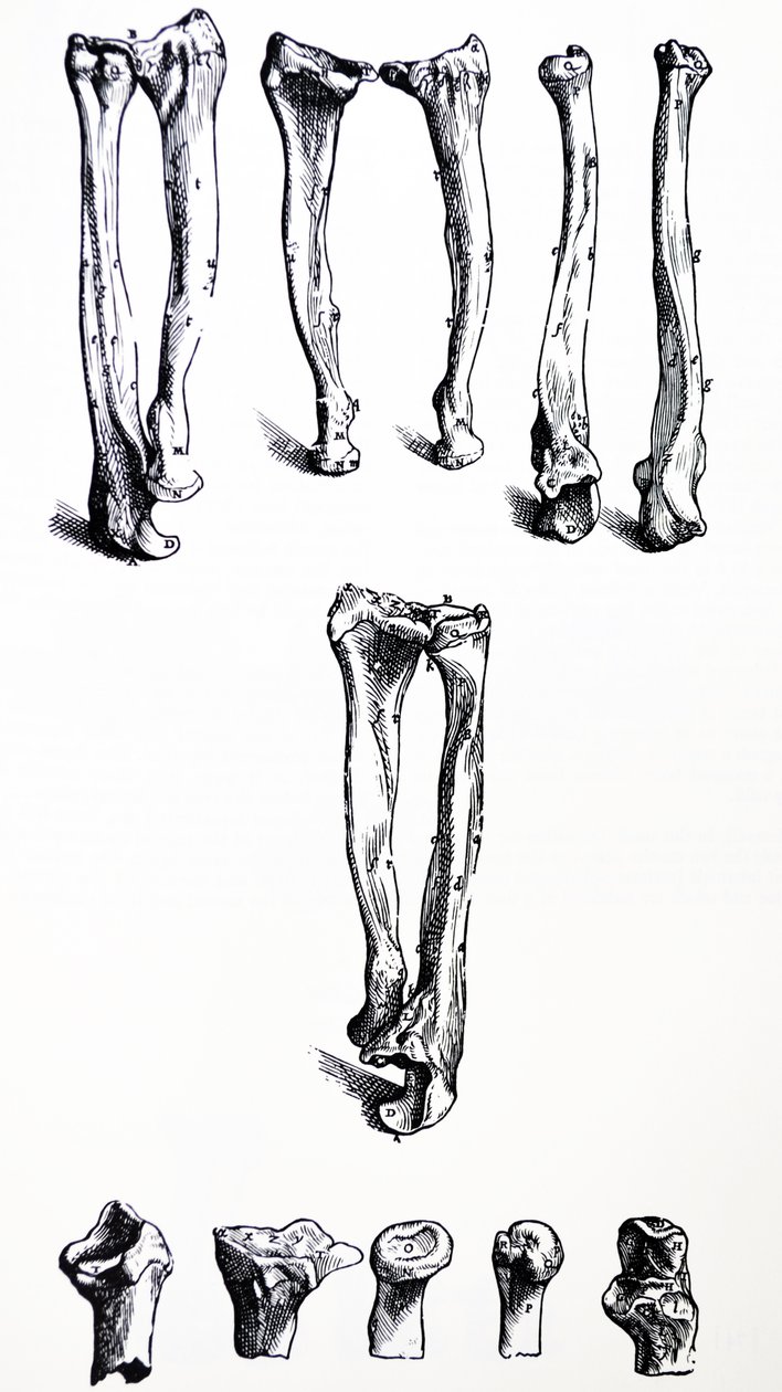 De Humani Corporis Fabrica -teoksen ensimmäisen kirjan laatat tekijältä Andreas Vesalius
