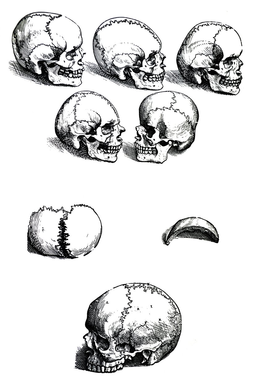 Lautaset Andreas Vesaliuksen (1514-1564) De Humani Corporis Fabrica -kirjasta tekijältä Andreas Vesalius