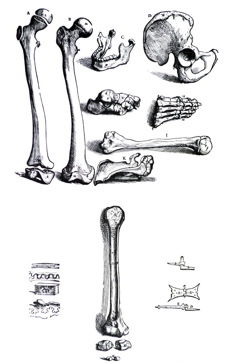 Levyt Andreas Vesaliuksen (1514-1564) De Humani Corporis Fabrican ensimmäisestä kirjasta tekijältä Andreas Vesalius