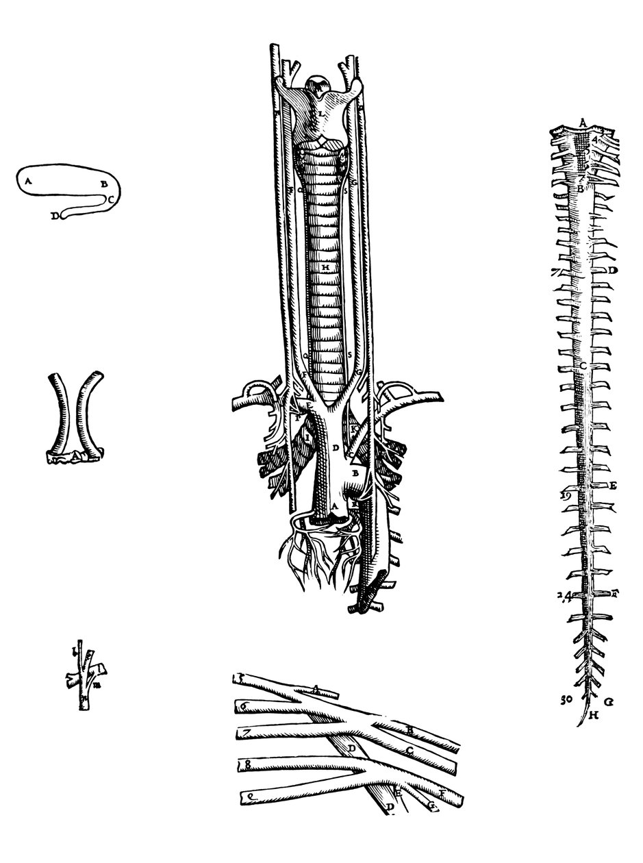 Lautaset De Humani Corporis Fabrican neljännestä kirjasta tekijältä Andreas Vesalius
