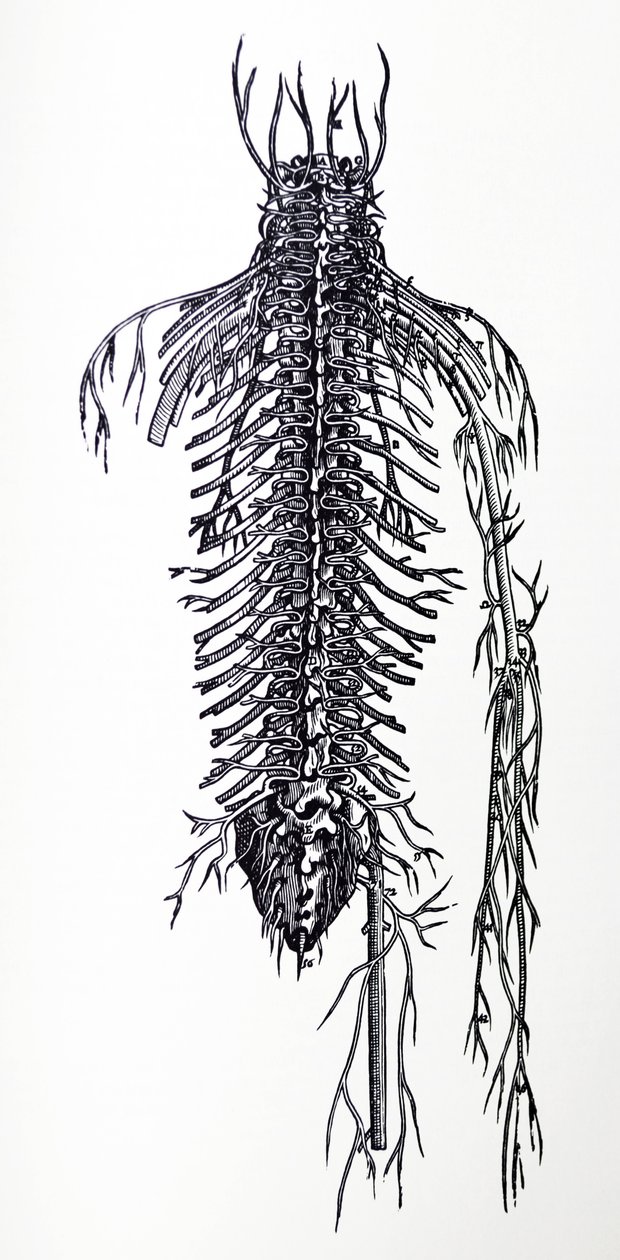 Lautaset De Humani Corporis Fabrican neljännestä kirjasta tekijältä Andreas Vesalius