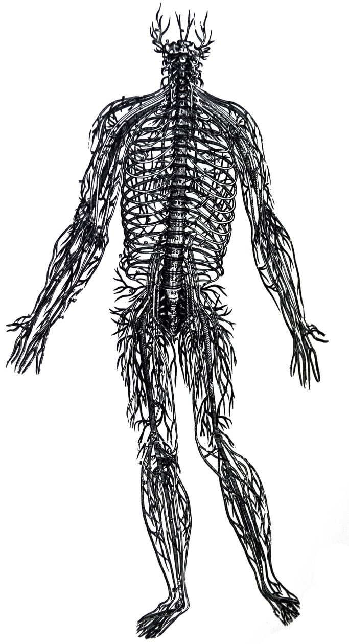 Lautaset De Humani Corporis Fabrican neljännestä kirjasta tekijältä Andreas Vesalius
