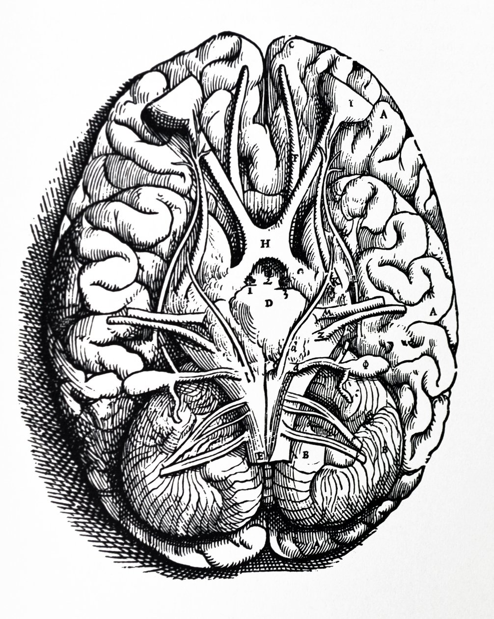 Lautaset De Humani Corporis Fabrican neljännestä kirjasta tekijältä Andreas Vesalius