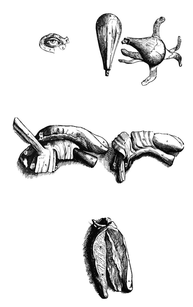 Levyt De Humani Corporis Fabrican toisesta kirjasta tekijältä Andreas Vesalius