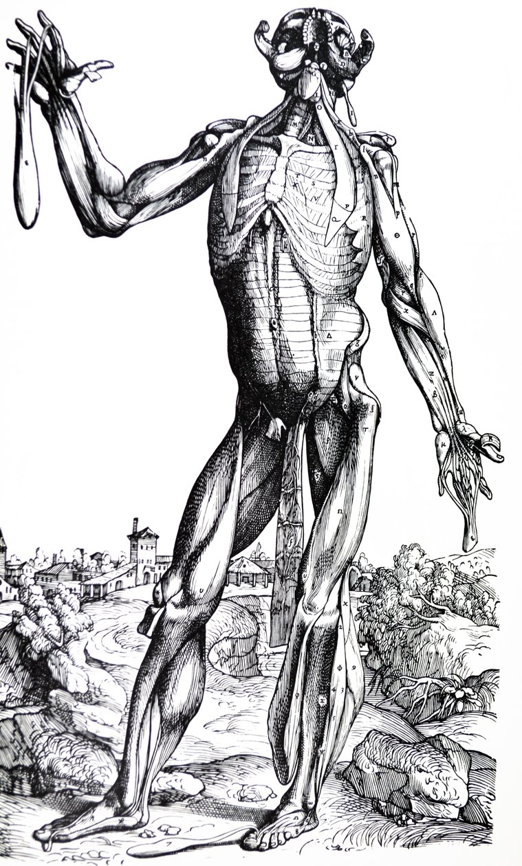 Levyt De Humani Corporis Fabrican toisesta kirjasta tekijältä Andreas Vesalius
