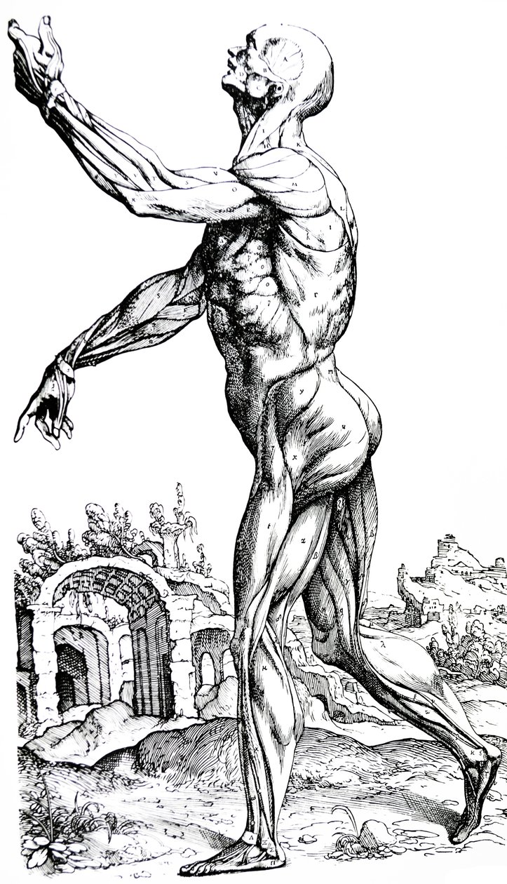 Levyt De Humani Corporis Fabrican toisesta kirjasta tekijältä Andreas Vesalius