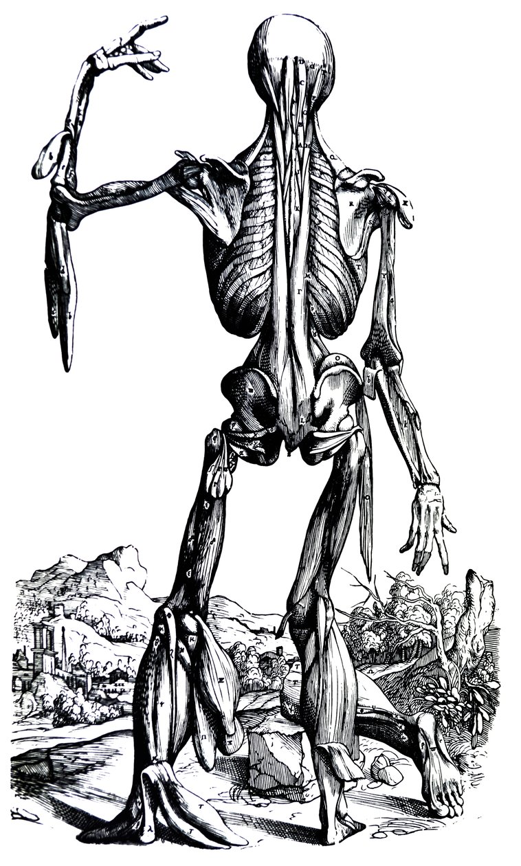 Levyt De Humani Corporis Fabrican toisesta kirjasta tekijältä Andreas Vesalius
