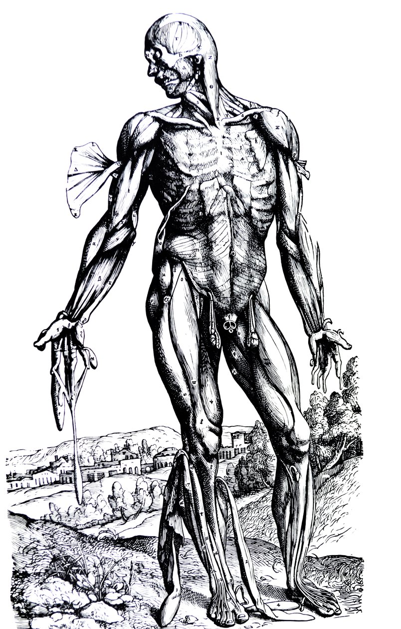 Levyt De Humani Corporis Fabrican toisesta kirjasta tekijältä Andreas Vesalius