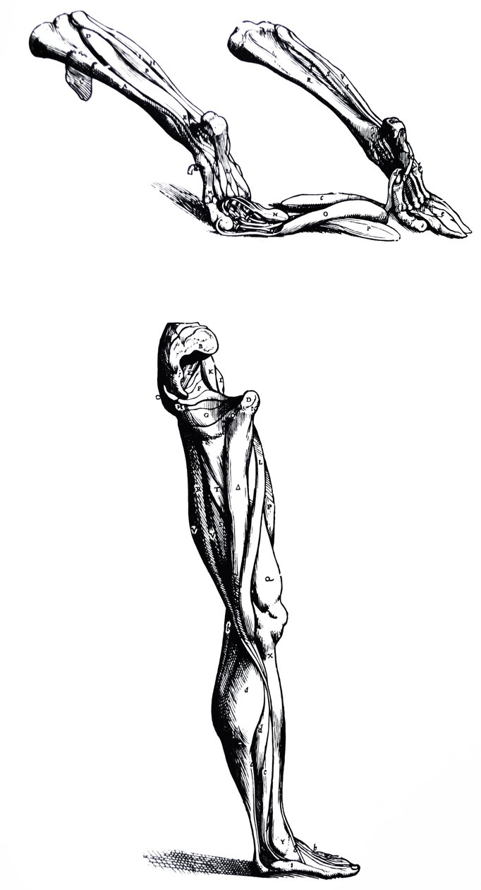 Levyt De Humani Corporis Fabrican toisesta kirjasta tekijältä Andreas Vesalius