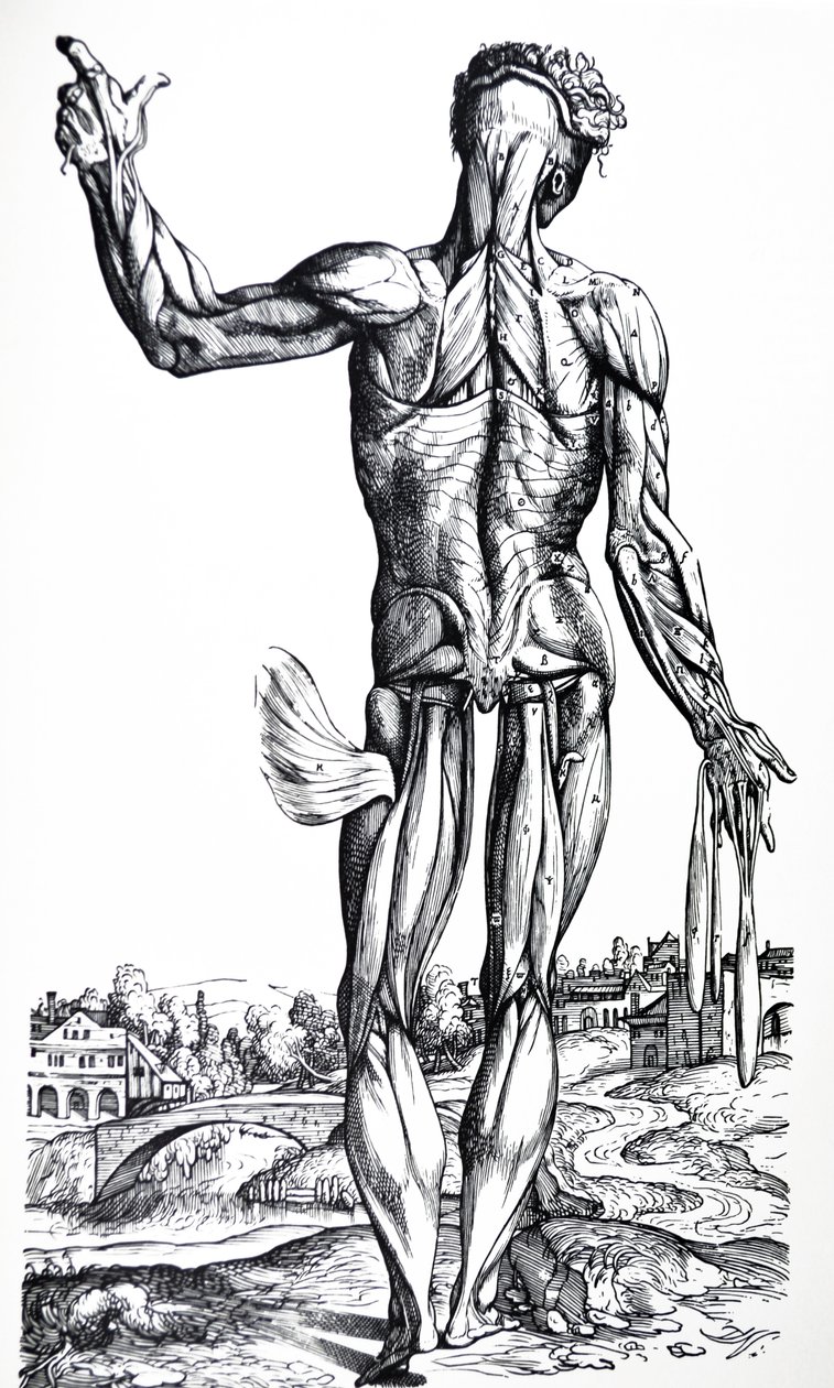 Levyt De Humani Corporis Fabrican toisesta kirjasta tekijältä Andreas Vesalius
