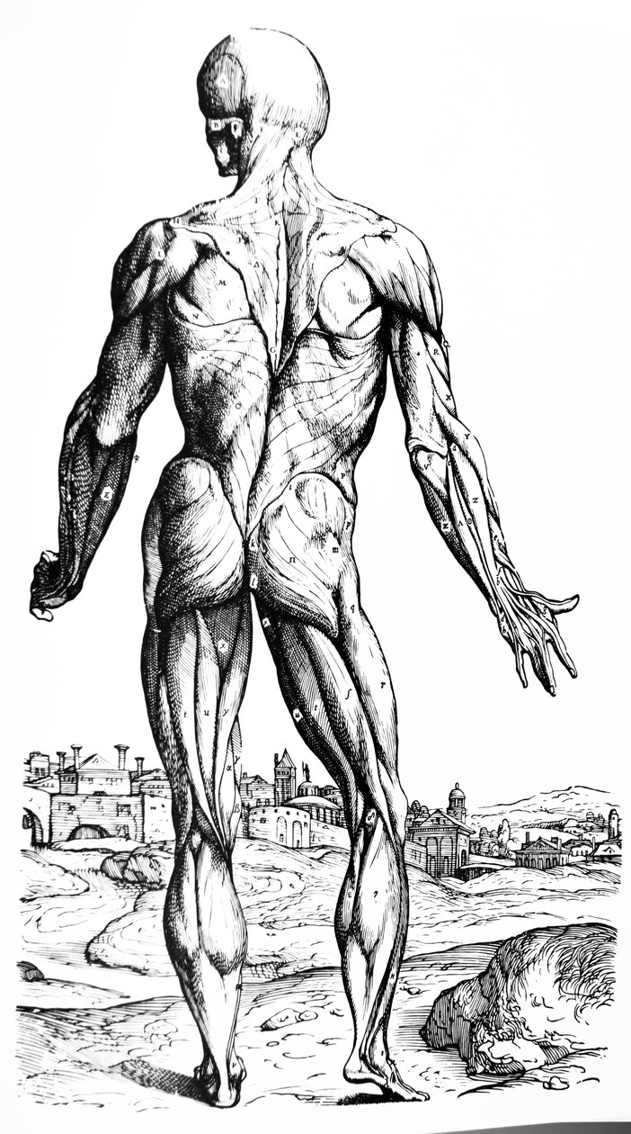 Levyt De Humani Corporis Fabrican toisesta kirjasta tekijältä Andreas Vesalius