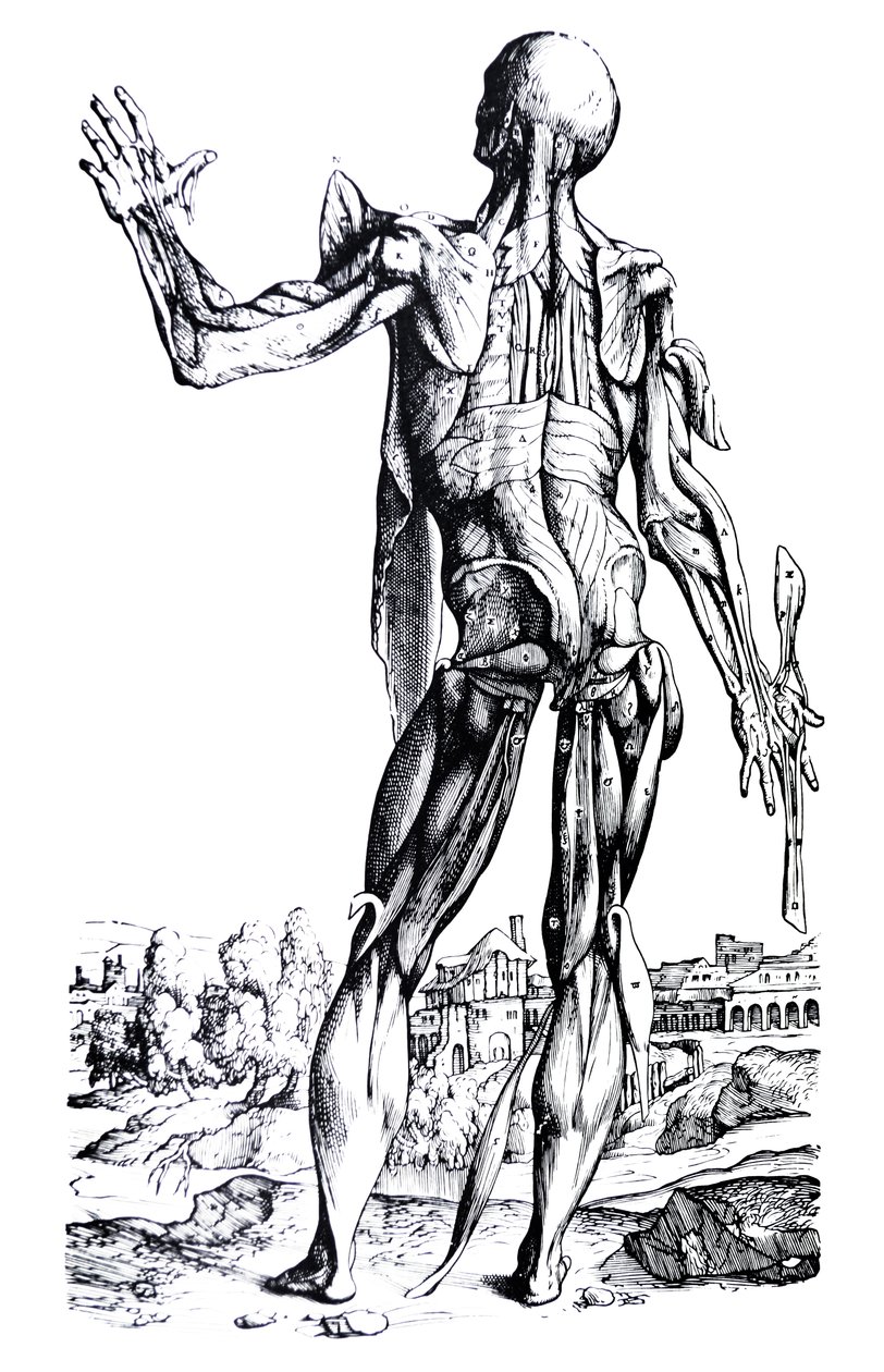 Levyt De Humani Corporis Fabrican toisesta kirjasta tekijältä Andreas Vesalius