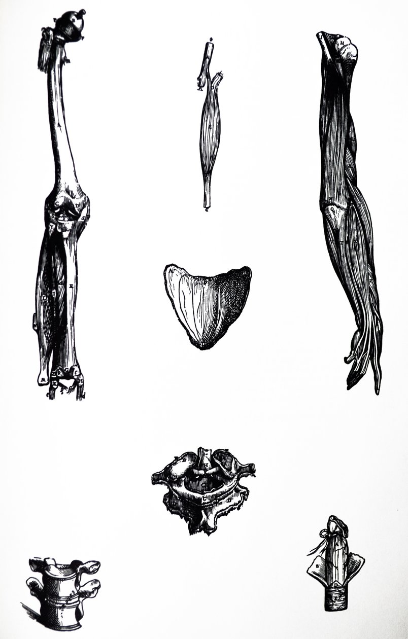 De Humani Corporis Fabrica -teoksen toisen kirjan laatat tekijältä Andreas Vesalius