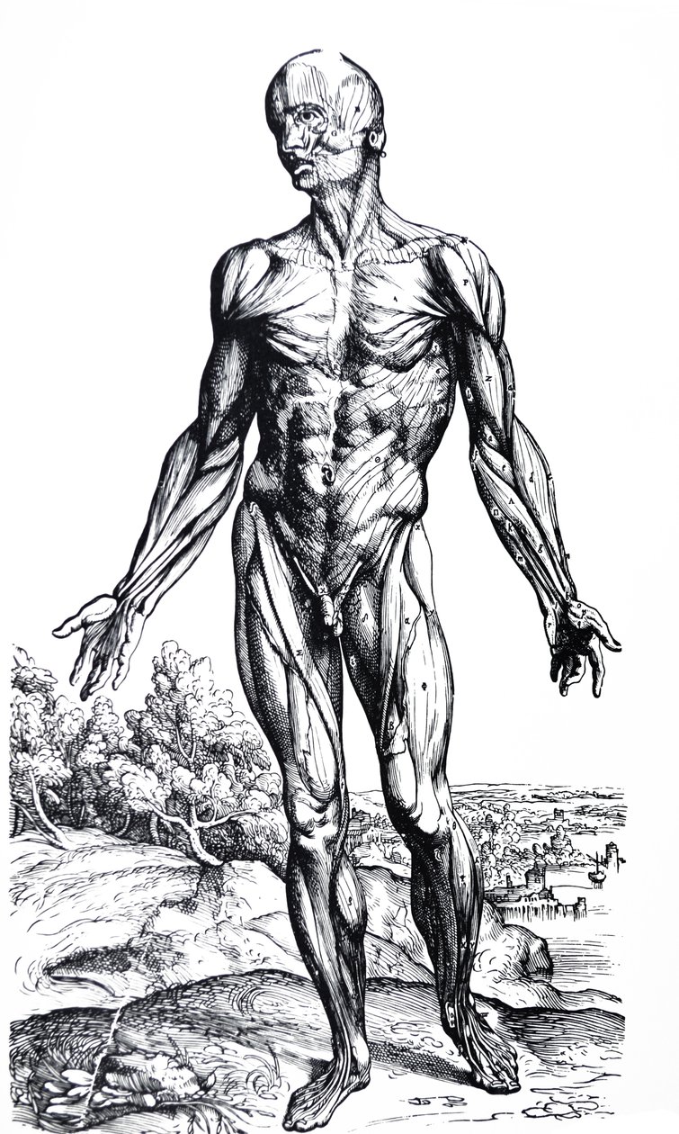 Levyt De Humani Corporis Fabrican toisesta kirjasta tekijältä Andreas Vesalius