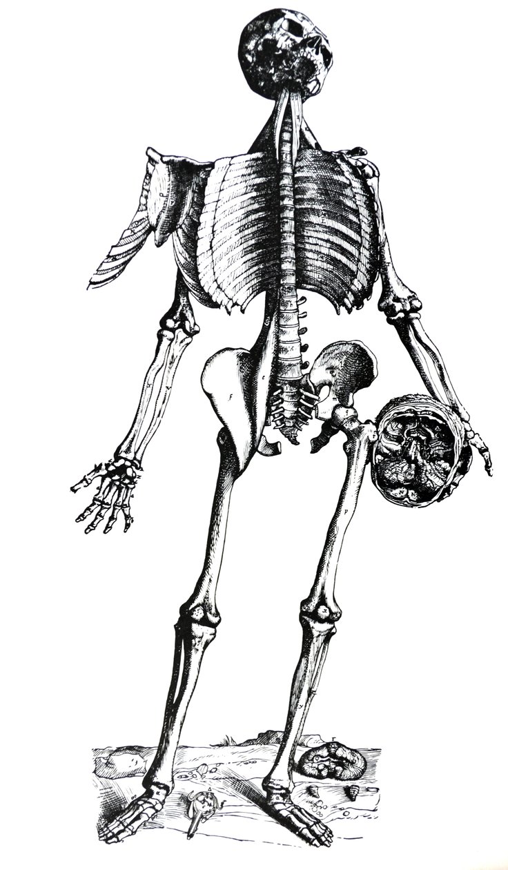 De Humani Corporis Fabrica -teoksen seitsemännen kirjan laatat. tekijältä Andreas Vesalius