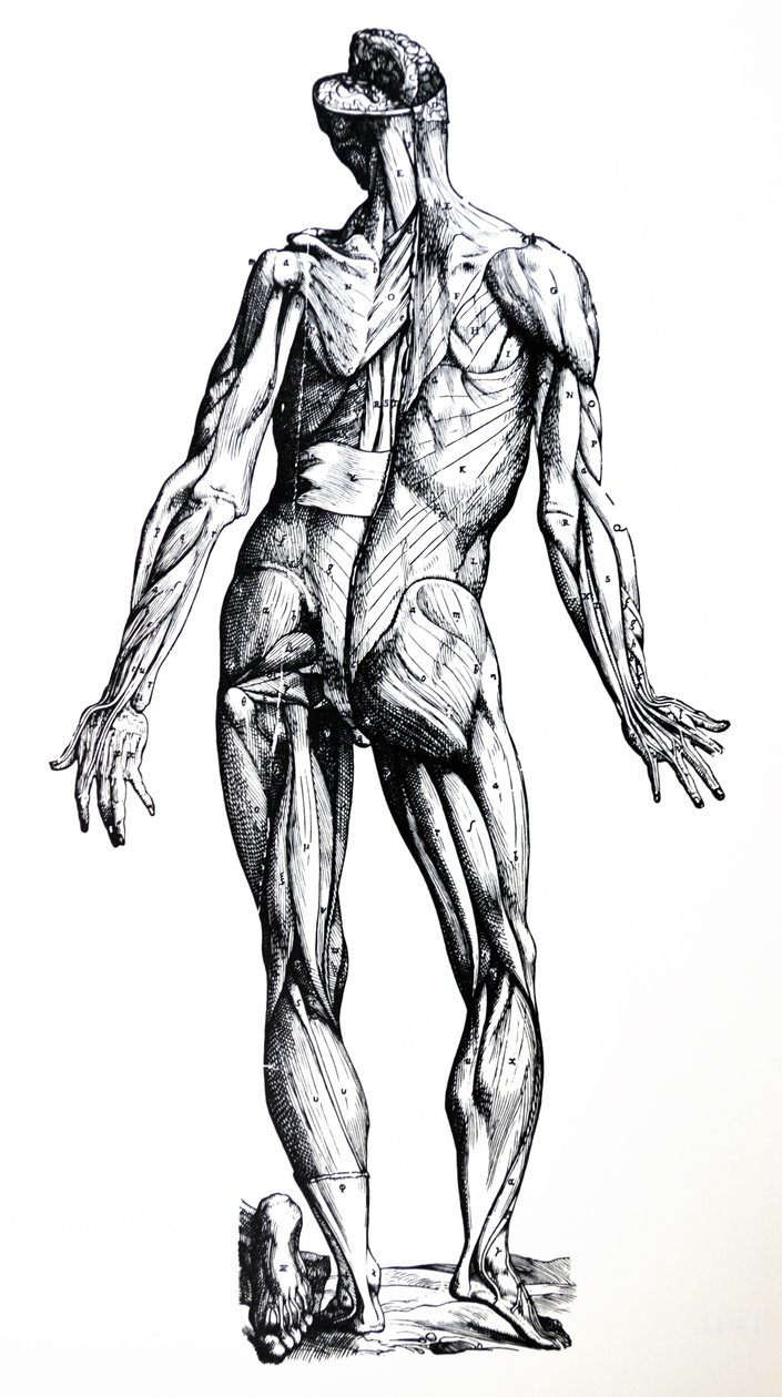 Lautaset De Humani Corporis Fabrican seitsemännestä kirjasta tekijältä Andreas Vesalius