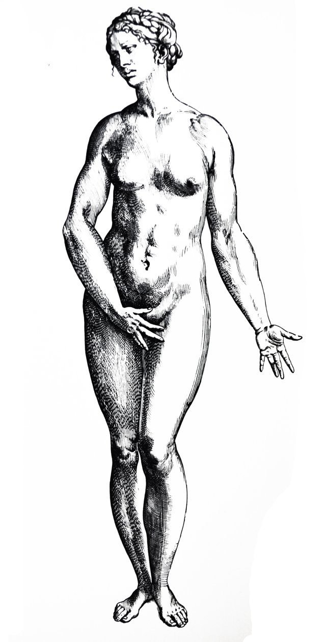 Lautaset De Humani Corporis Fabrican seitsemännestä kirjasta tekijältä Andreas Vesalius