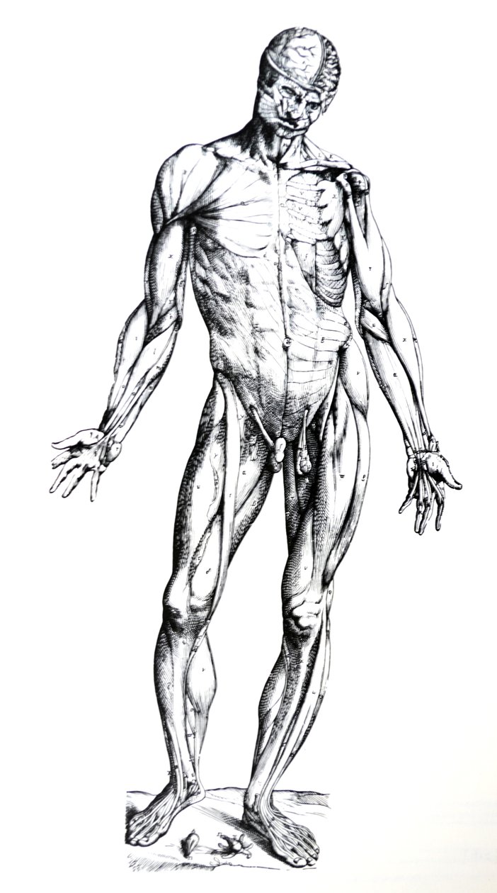 Levyt De Humani Corporis Fabrican seitsemännestä kirjasta tekijältä Andreas Vesalius