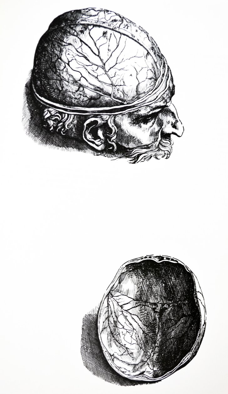 Lautaset De Humani Corporis Fabrican seitsemännestä kirjasta tekijältä Andreas Vesalius