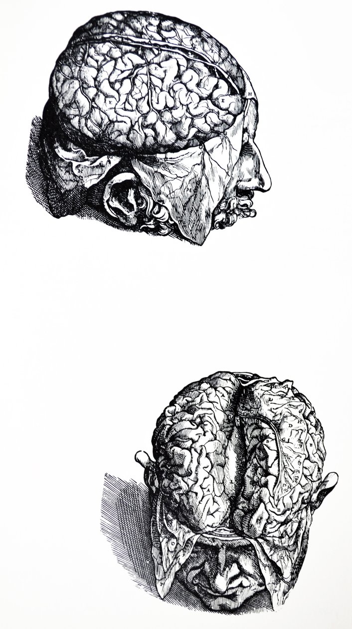 Lautaset De Humani Corporis Fabrican seitsemännestä kirjasta tekijältä Andreas Vesalius