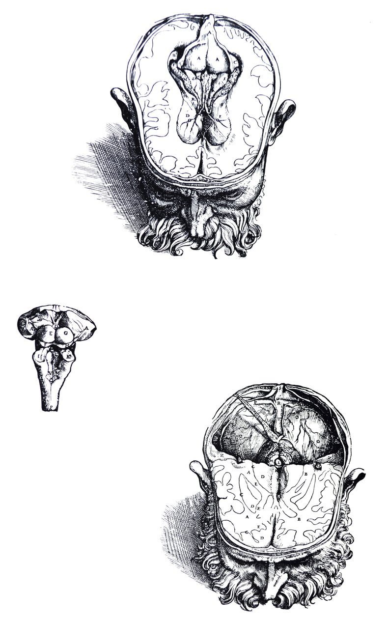 Lautaset De Humani Corporis Fabrican seitsemännestä kirjasta tekijältä Andreas Vesalius