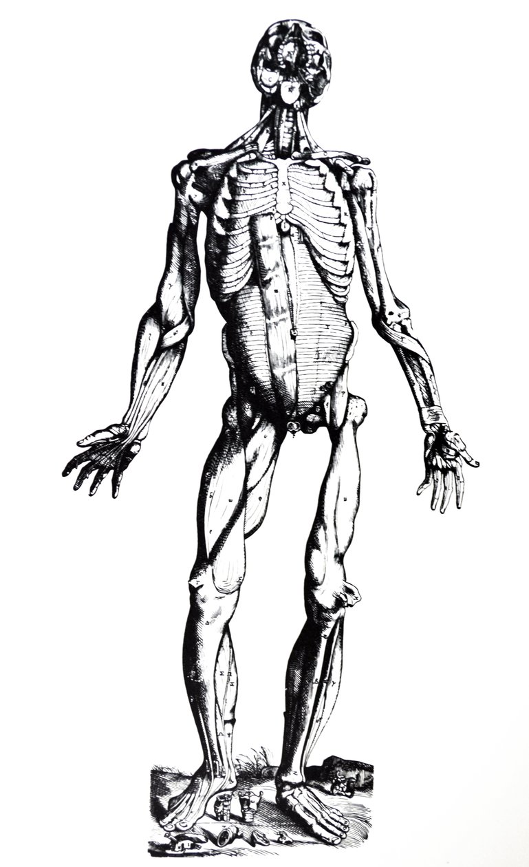 Lautaset De Humani Corporis Fabrican seitsemännestä kirjasta tekijältä Andreas Vesalius