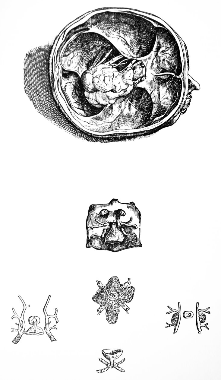Lautaset De Humani Corporis Fabrican seitsemännestä kirjasta tekijältä Andreas Vesalius