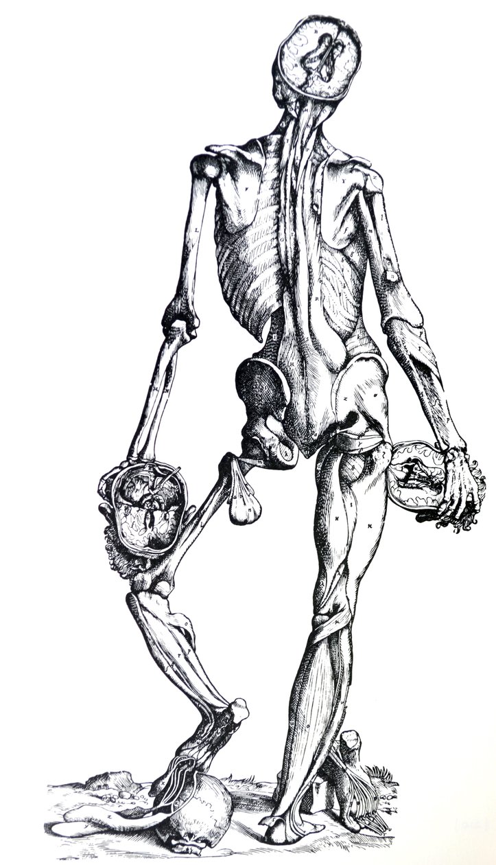 De Humani Corporis Fabrica -teoksen seitsemännen kirjan laatat. tekijältä Andreas Vesalius